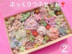 2026年最新】多肉植物エケベリア寄せ植えセット多肉弁当の人気アイテム