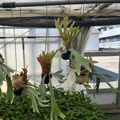 逸品】食虫植物 サラセニア・イッセイ 一正園 充実株 - メルカリ