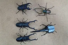 中古品 現状品 いきもの大図鑑 クワガタ ヘラクレスオオカブト チリクワガタ オオヒラタクワガタ  ギラファノコギリクワガタ 5匹 セット まとめのサムネイル