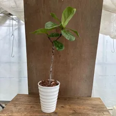 2026年最新】カシワバゴムの人気アイテム - メルカリ