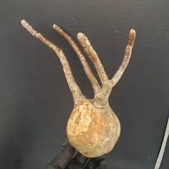 2026年最新】グラキリス 現地球の人気アイテム - メルカリ