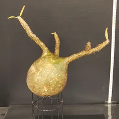 2026年最新】グラキリス 現地球の人気アイテム - メルカリ