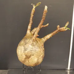 2026年最新】グラキリス 現地球の人気アイテム - メルカリ