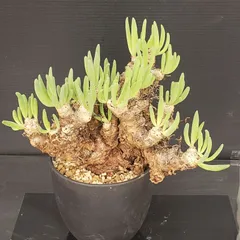 2026年最新】万物想の人気アイテム - メルカリ