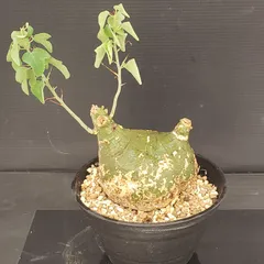 2026年最新】アデニアの人気アイテム - メルカリ