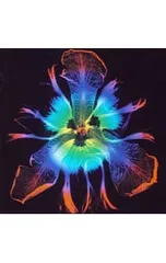 2026年最新】 PIERROT dictators circusの人気アイテム - メルカリ