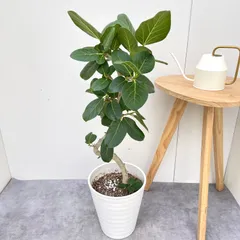 2026年最新】フィカス・ ベンガレンシスの人気アイテム - メルカリ