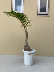 2026年最新】トックリヤシの人気アイテム - メルカリ