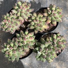 XY213×6株 ロココ 抜き苗 多肉植物 アエオニウム エケベリア サボテン