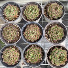 XY213×6株 ロココ 抜き苗 多肉植物 アエオニウム エケベリア サボテン