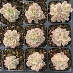 XY213×6株 ロココ 抜き苗 多肉植物 アエオニウム エケベリア サボテン