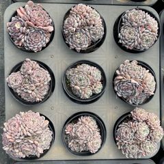 XY213×6株 ロココ 抜き苗 多肉植物 アエオニウム エケベリア サボテン