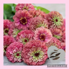 10粒　八重咲きの美しいジニア　✦クィーンレッドライム✦　花の種