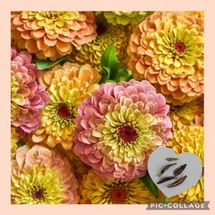15粒 魅惑の赤目♡クィーンシリーズ新色✦ジニアクィーンレモンピーチ