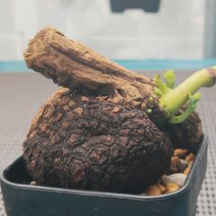 塊根植物】ステファニア スベローサ ＋ アデニア ペナンギアナ鉢植え