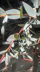 tomoたろー　様専用ご商談中でございます…*＊