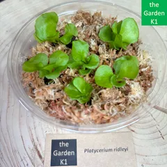 2026年最新】リドレイ 幼苗の人気アイテム - メルカリ