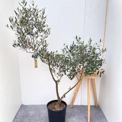 極品 創樹 SOUJU 極太 オリーブ オリーブの木 ルッカ 9号 現物 - メルカリ