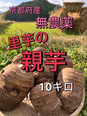 農家直送！かゆくならないと評判の里芋10キロ(無箱込み)無農薬無