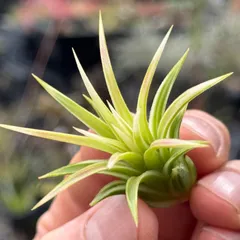 メルカリ便　イオナンタ　アルボマジナータ　クランプコルク着生 エアプランツ チランジア イオナンタ コルク 着生植物 インテリア 送料