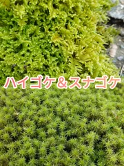 2026年最新】スナゴケの人気アイテム - メルカリ