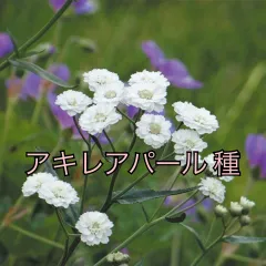 アキレア パール 種 100粒 多年草