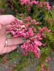 2026年最新】グレビレアの人気アイテム - メルカリ