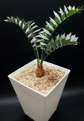 2026年最新】エンセファラルトスの人気アイテム - メルカリ