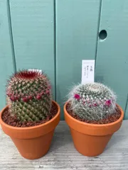 サボテン２つセット売り、3.５号鉢、素焼き鉢マミラリア玉翁、猩々丸