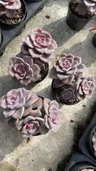 新入荷 シラク×12株 Z1053抜き苗 多肉植物　詰め合わせ アエオニウム エケベリア サボテン 韓国苗

