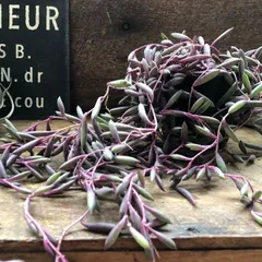 ポットごと♡ルビーネックレス♡3号♡垂れ下がり♡可愛い♡多肉植物