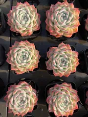 新入荷　50株の抜き苗セット　ピンククリスタル　多肉植物　佐川急便発送　エケベリア　セダム　韓国苗　Z634