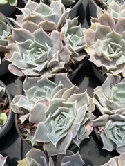 新入荷　36株の抜き苗セット　ルナ　多肉植物　佐川急便発送　エケベリア　セダム　韓国苗　Z674