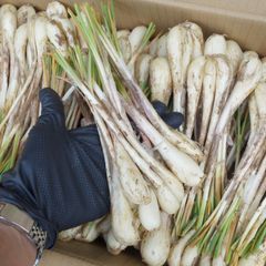 コケ様専用！沖縄本島産！島らっきょう種苗 1100本 - メルカリ