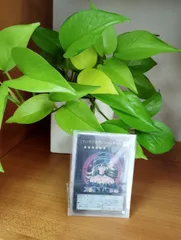 遊戯王カード 【マジマジ☆マジシャンギャル】【ウルトラ】 WJMP-JP018-UR