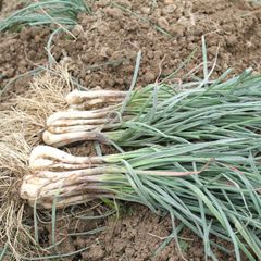 ノビル 野蒜 のびる 山菜 旬の野菜 1kg - メルカリ