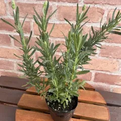 ラベンダー デンタータ 3.5号（直径10.5cm）ポット苗 1株 ハーブ　ガーデニング　鉢植え　寄せ植え　花壇　コンテナ ガーデン　フレンチラベンダー　ドライフラワー　花苗