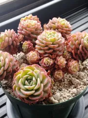 シュガーベイビー