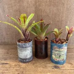 ★リメイク缶★ ネオレゲリアハイブリッド 3個セット ① 現品 Neoregelia hybrid 交配種 交配  観葉植物 観葉 植物 珍奇植物 珍奇 珍しい レア タンクブロメリア ブロメリア アナナス ハンギング 吊るす  インテリア おしゃれ