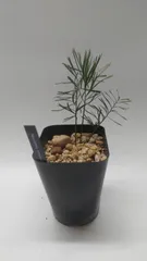 2026年最新】マクロザミアの人気アイテム - メルカリ