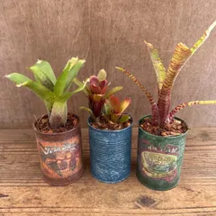 ★リメイク缶★ ネオレゲリアハイブリッド 3個セット ② 現品 Neoregelia hybrid 交配種 交配  観葉植物 観葉 植物 珍奇植物 珍奇 珍しい レア タンクブロメリア ブロメリア アナナス ハンギング 吊るす  インテリア おしゃれ