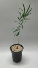 2026年最新】サイカスの人気アイテム - メルカリ