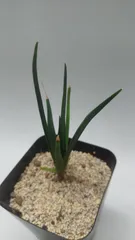 2026年最新】ドラセナ シナバリの人気アイテム - メルカリ