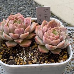 多肉植物 ☘️ リエールさん苗 エナメル 抜き苗 札付き - メルカリ