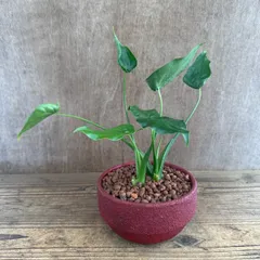 ★リメイク鉢★　クワズイモ　陶器鉢　現品  Alocasia odora アロカシア アローカシア オドラ 出世芋 イモ 芋  観葉植物 観葉 植物 インテリア プレゼント おしゃれ かわいい 母の日  グリーン アートプランツ