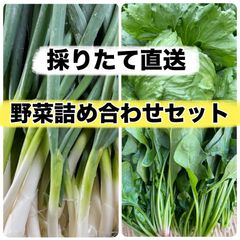 苗の専門店から発送‼️晩生種もみじ3号‼️150本‼️玉ねぎ苗 - メルカリ