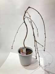 さくら　枝垂れ富士桜  苗　しだれ桜  sakura