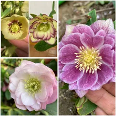 2026年最新】クリスマスローズ 苗 開花株の人気アイテム - メルカリ