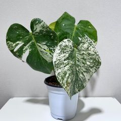 モンステラ デリシオーサ Monstera deliciosa 'Gold Monster' 新種