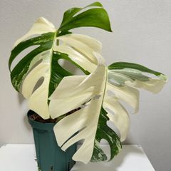 モンステラ デリシオーサ Monstera deliciosa 'Gold Monster' 新種
